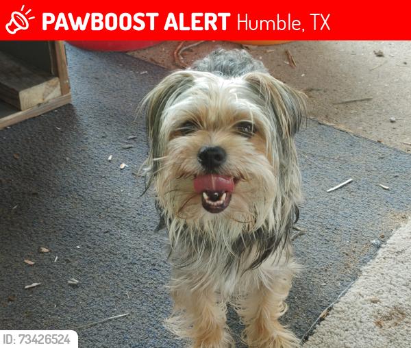 Lost Female Dog last seen John ralston, Humble, TX 77396