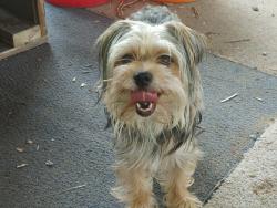 Lost Female Dog last seen John ralston, Humble, TX 77396