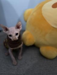 Lost Male Cat last seen Near sw 111th avenue by canal, Miami, FL 33165