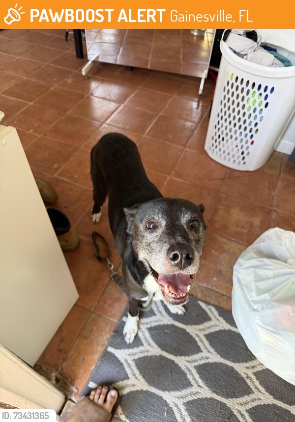 Found/Stray Unknown Dog last seen Fairbanks, Gainesville, FL 32609