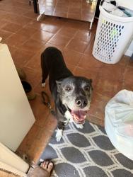 Found/Stray Unknown Dog last seen Fairbanks, Gainesville, FL 32609