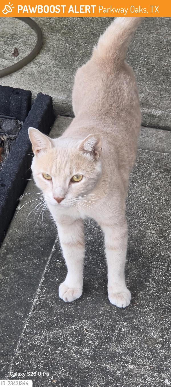 Found/Stray Male Cat last seen Sable ridge ln katy texas 77494, Parkway Oaks, TX 77494