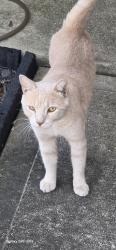 Found/Stray Male Cat last seen Sable ridge ln katy texas 77494, Parkway Oaks, TX 77494