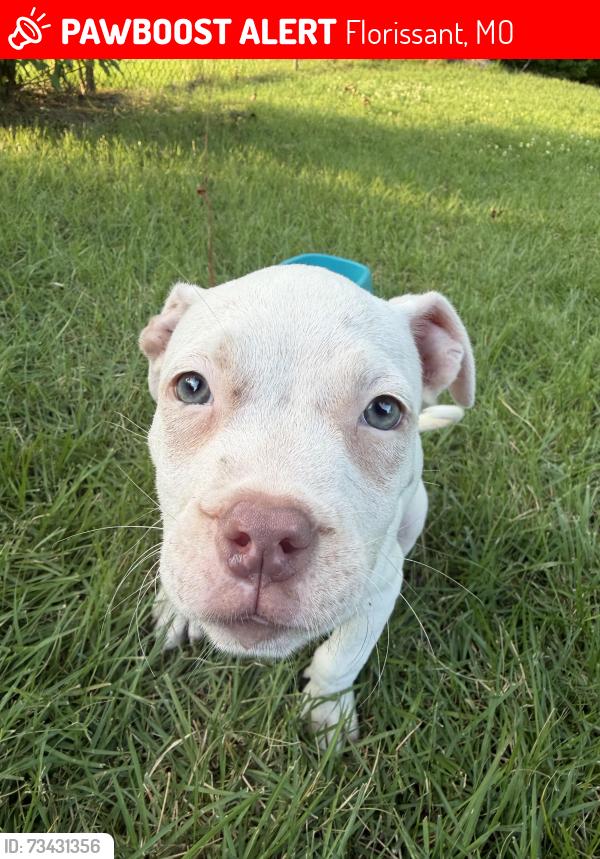 Lost Female Dog last seen Linleys, Florissant, MO 63031