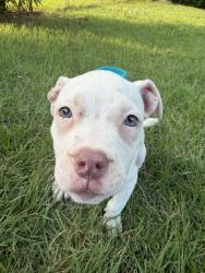 Lost Female Dog last seen Linleys, Florissant, MO 63031