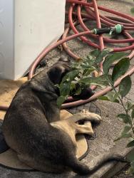Found/Stray Female Dog last seen 113th and Wadsworth, Los Angeles, CA 90059