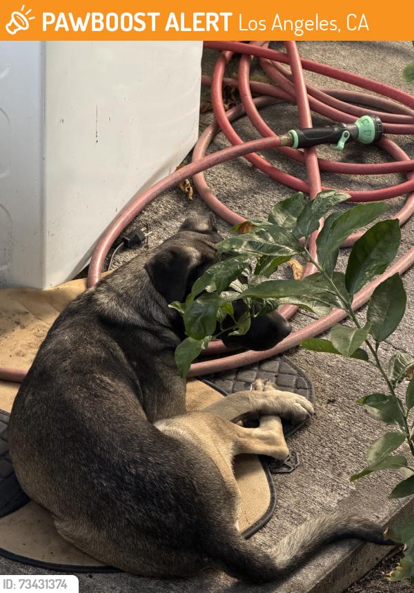 Found/Stray Female Dog last seen 113th and Wadsworth, Los Angeles, CA 90059