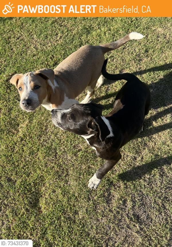 Found/Stray Female Dog last seen Tyner Ranch III, Bakersfield, CA 93307