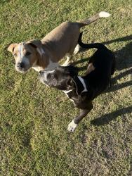 Found/Stray Female Dog last seen Tyner Ranch III, Bakersfield, CA 93307