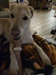 Lost Female Dog last seen 43rd ave and olive, Glendale, AZ 85302