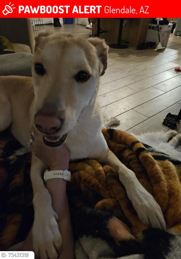 Lost Female Dog last seen 43rd ave and olive, Glendale, AZ 85302