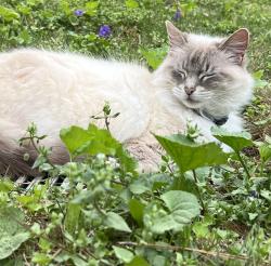 Reunited Female Cat last seen Dial Way and Greenridge Circle, Dial Heights neighborhood, Stone Mountain, GA 30083