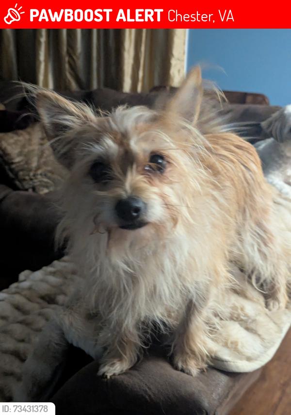 Lost Female Dog last seen Wellspring rd, Chester, VA 23831