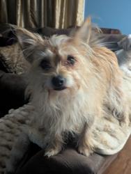 Lost Female Dog last seen Wellspring rd, Chester, VA 23831