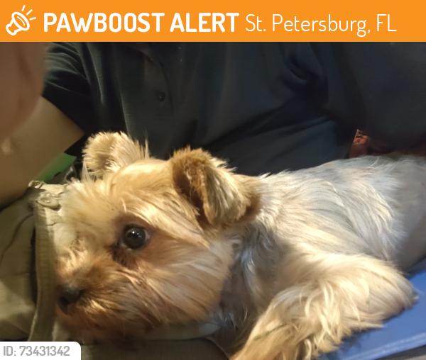 Found/Stray Female Dog last seen 39th St and 54th Ave N, St. Petersburg, FL 33714
