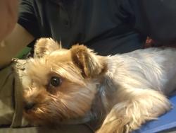 Found/Stray Female Dog last seen 39th St and 54th Ave N, St. Petersburg, FL 33714