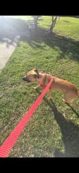 Found/Stray Female Dog last seen University parkway, Pensacola, FL 32503