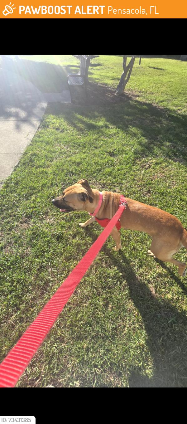 Found/Stray Female Dog last seen University parkway, Pensacola, FL 32503