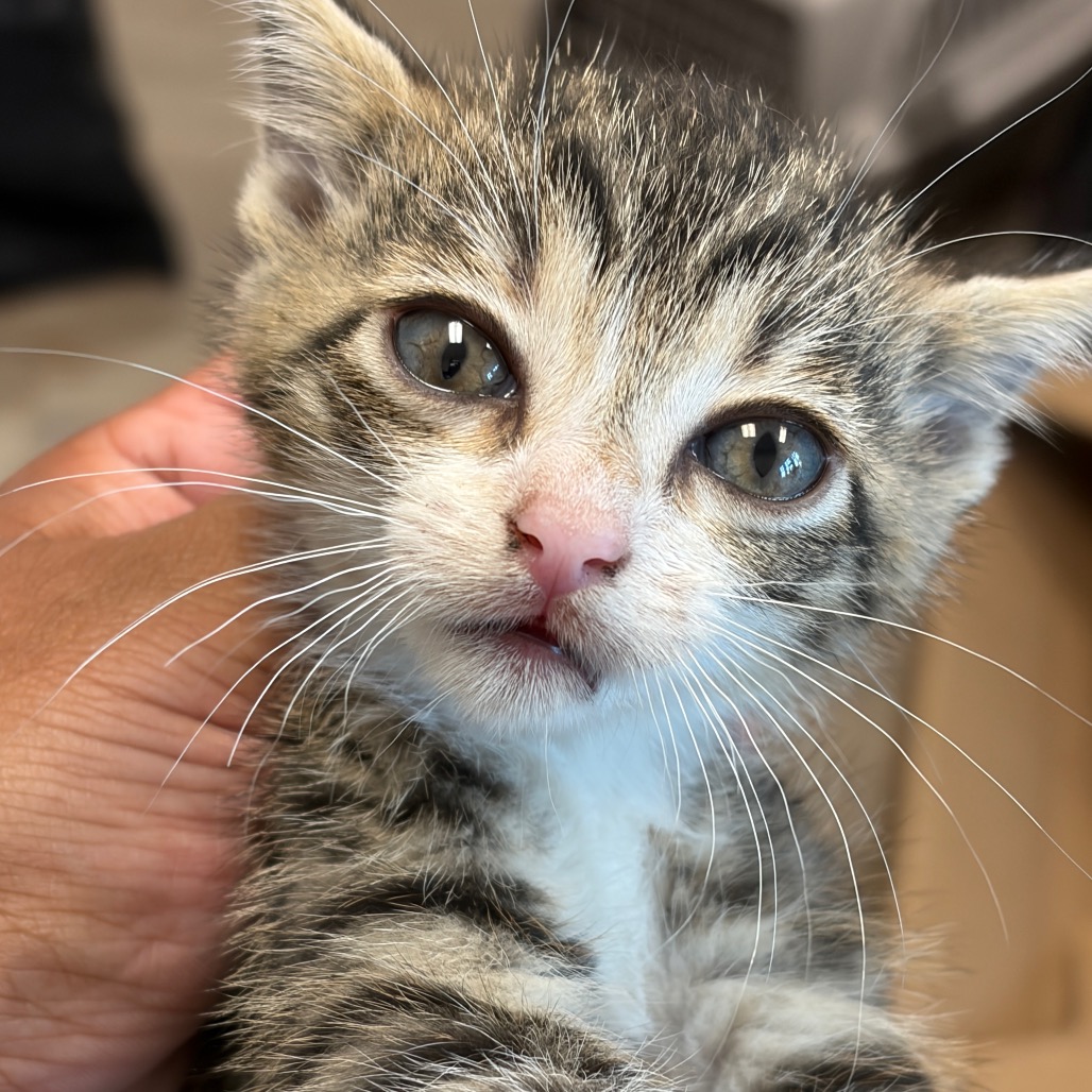 Shelter Stray Female Cat last seen , 1109 Moore Ave, Portland, TX 78374, USA