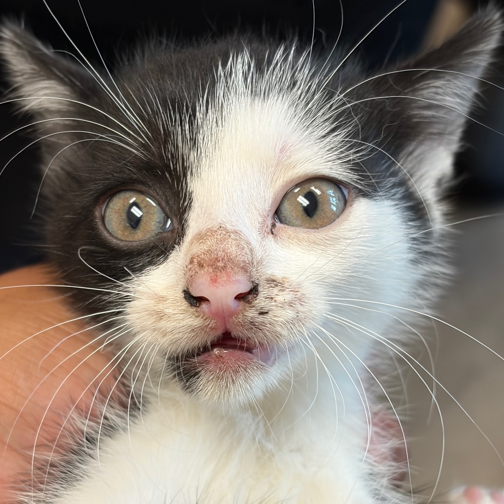 Shelter Stray Male Cat last seen , 1109 Moore Ave, Portland, TX 78374, USA