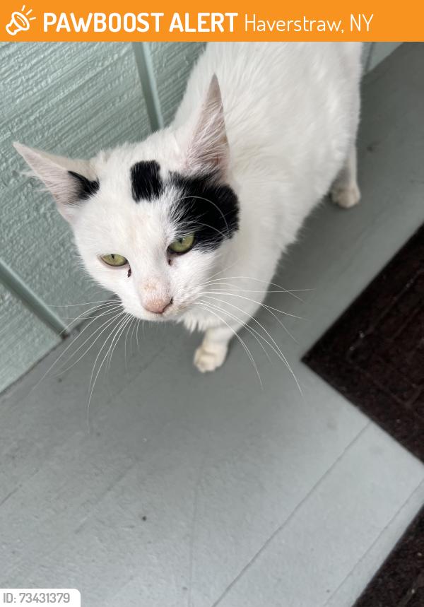 Found/Stray Female Cat last seen Sharp st. , Leonard st. Haverstraw NY, Haverstraw, NY 10927