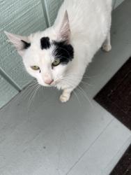 Found/Stray Female Cat last seen Sharp st. , Leonard st. Haverstraw NY, Haverstraw, NY 10927