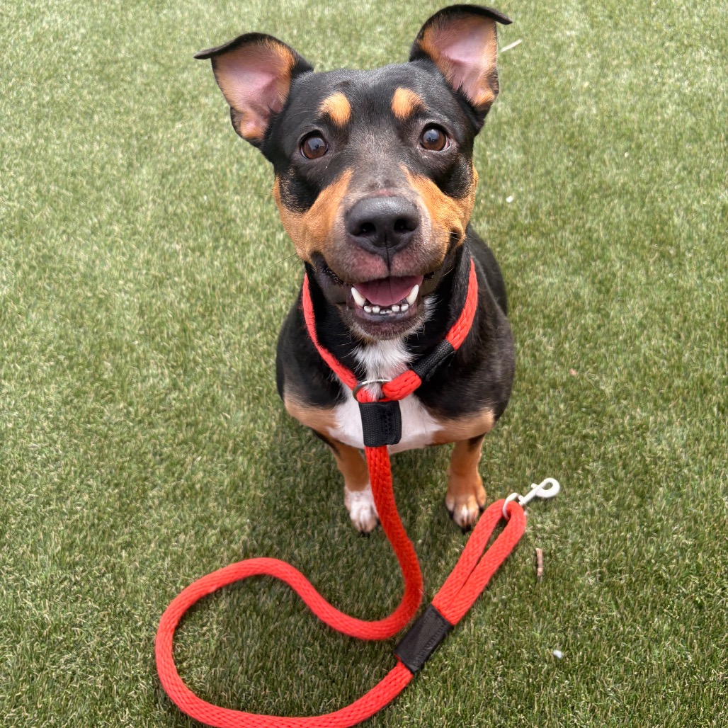 Shelter Stray Female Dog last seen , Animal Care & Control Team of Philly, 111 W Hunting Park Ave, Philadelphia, PA 19140, USA