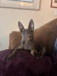 Reunited Male Dog last seen Hurt rd Smyrna, Smyrna, GA 30082