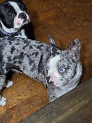 Reunited Female Dog last seen US hwy 301 and centennial rd -> Moving North, Pasco County, FL 33525