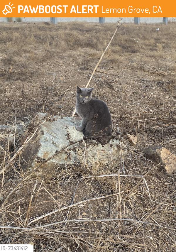 Found/Stray Unknown Cat last seen Honda dealership, Lemon Grove, CA 91946