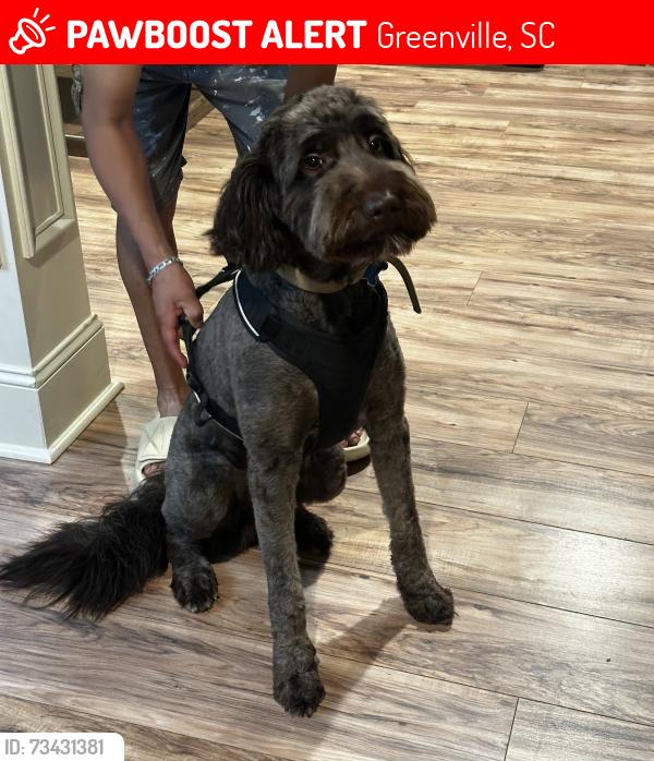 Lost Male Dog last seen Parker Fire Department, Greenville, SC 29611