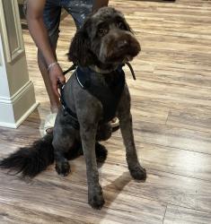 Lost Male Dog last seen Parker Fire Department, Greenville, SC 29611
