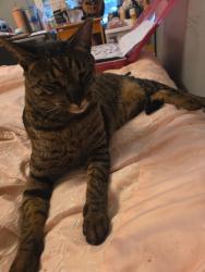 Lost Male Cat last seen Near Beaverbrook Crescent, St. Albert, AB T8N 2L4