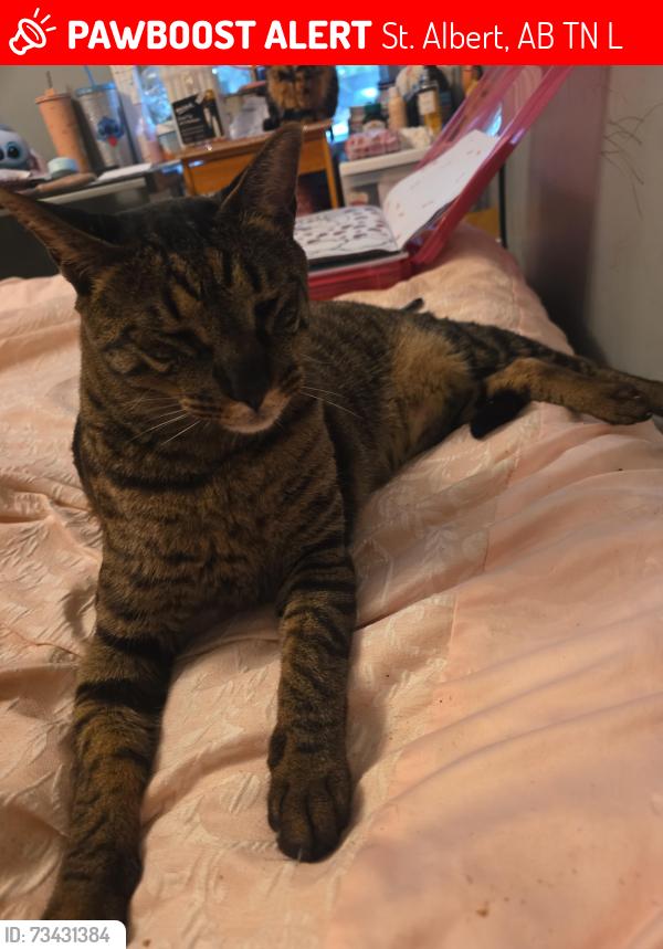 Lost Male Cat last seen Near Beaverbrook Crescent, St. Albert, AB T8N 2L4