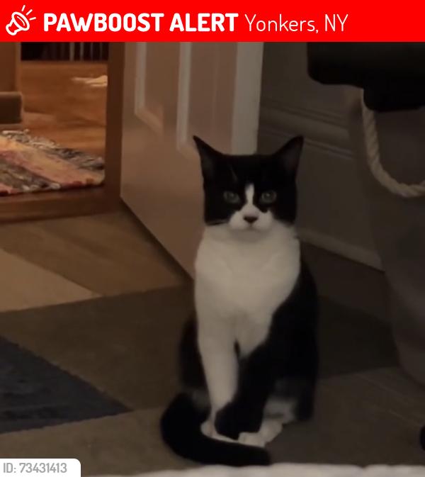 Lost Female Cat last seen Near warburton yonkers, Yonkers, NY 10701