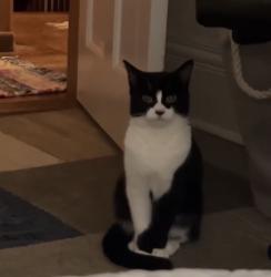 Lost Female Cat last seen Near warburton yonkers, Yonkers, NY 10701