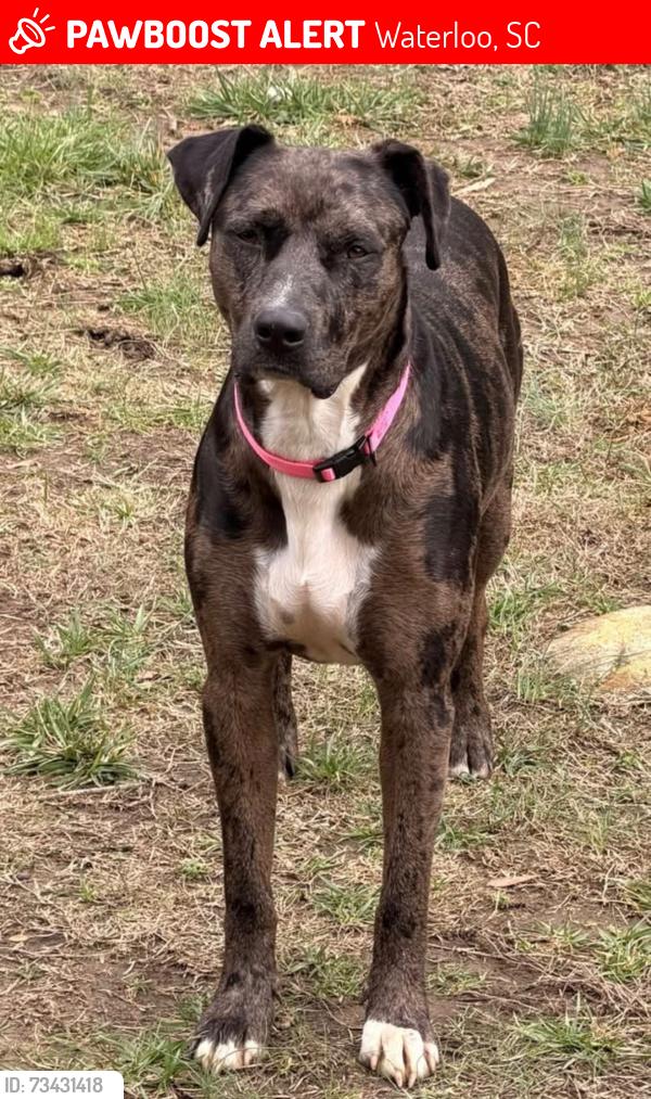 Lost Female Dog last seen Weatherstone way, Waterloo, SC 29384