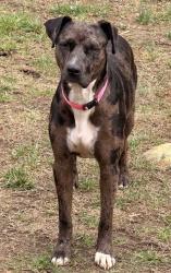 Lost Female Dog last seen Weatherstone way, Waterloo, SC 29384