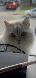 Lost Male Cat last seen Park Legaré, Laval, QC 