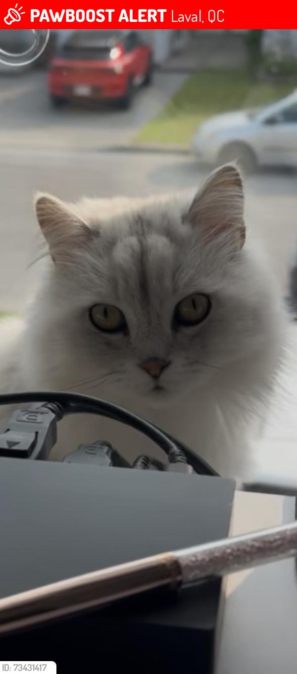 Lost Male Cat last seen Park Legaré, Laval, QC 