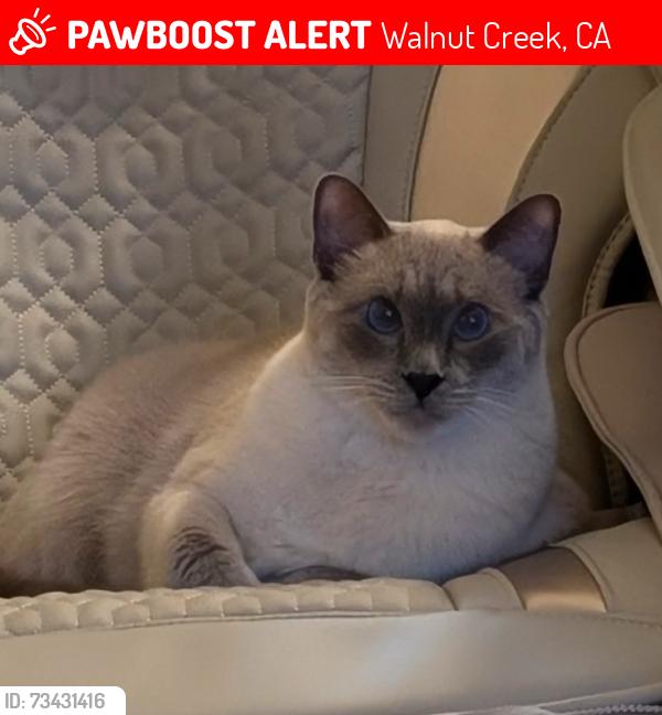 Lost Male Cat last seen N Gate Highschool, Walnut Creek, CA 94598