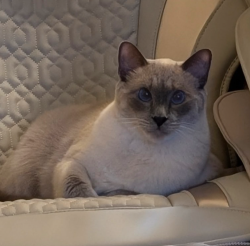 Lost Male Cat last seen N Gate Highschool, Walnut Creek, CA 94598