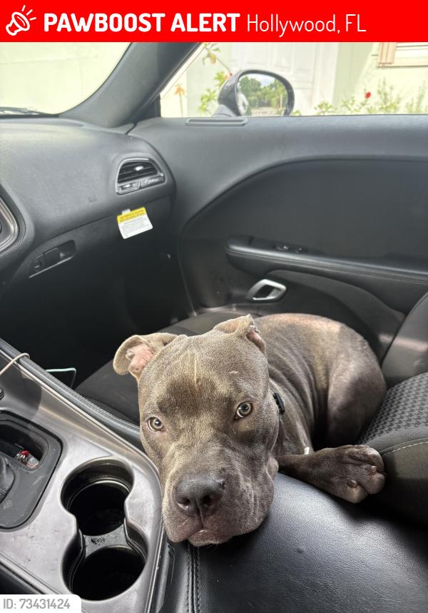 Lost Male Dog last seen Hollywood, Hollywood, FL 33020