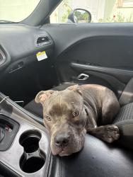 Lost Male Dog last seen Hollywood, Hollywood, FL 33020