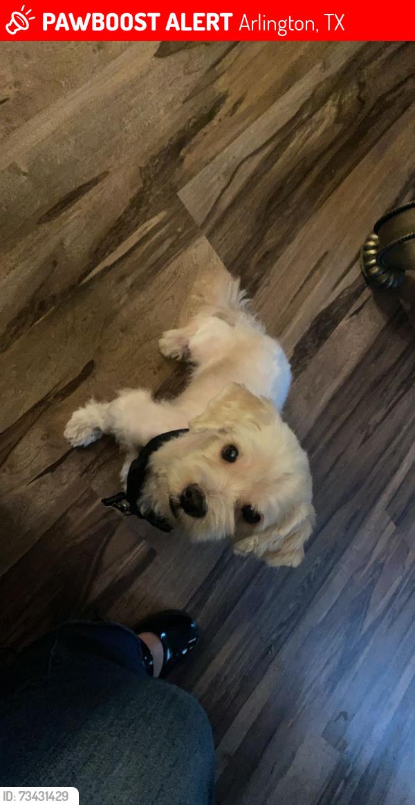 Lost Male Dog last seen Collins and park row, Arlington, TX 76010