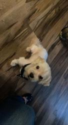 Lost Male Dog last seen Collins and park row, Arlington, TX 76010