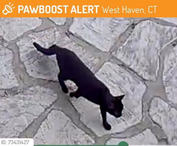 Found/Stray Unknown Cat last seen Marshall St, West Haven, CT 06516
