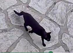 Found/Stray Unknown Cat last seen Marshall St, West Haven, CT 06516