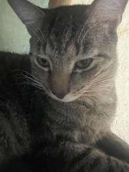 Lost Male Cat last seen Near Red Ribbon Bakeshop, Queens, NY 11377