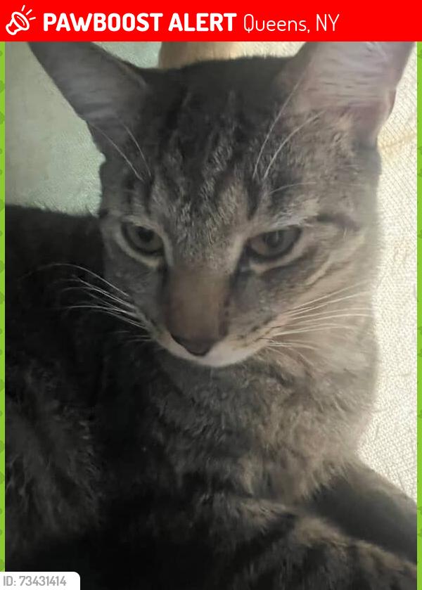 Lost Male Cat last seen Near Red Ribbon Bakeshop, Queens, NY 11377